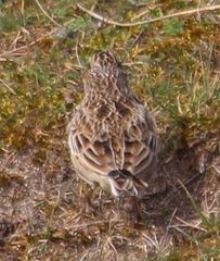 Alauda arvensis arvensis