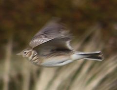 Alauda arvensis arvensis