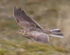 Alauda arvensis arvensis