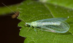 Chrysopa chi