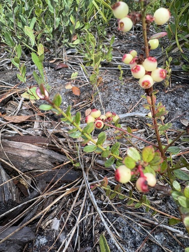 Shiny blueberry (Vaccinium myrsinites)