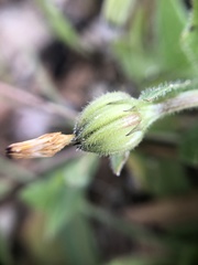 Hedypnois rhagadioloides