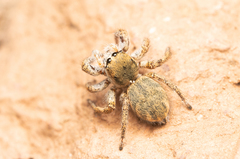 Habronattus anepsius