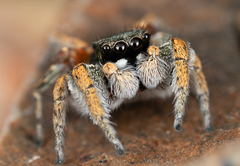 Habronattus anepsius