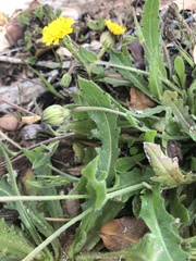 Hedypnois rhagadioloides