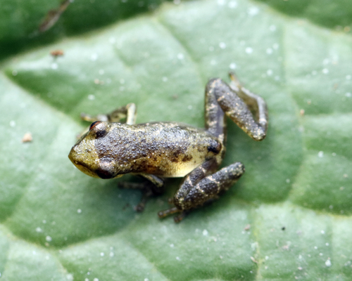 Campo Belo Snouted Treefrog, Scinax crospedospilus