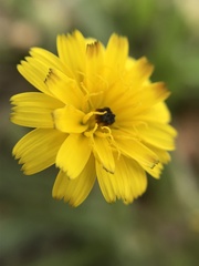 Hedypnois rhagadioloides