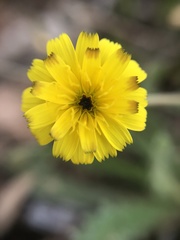 Hedypnois rhagadioloides