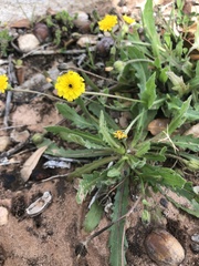 Hedypnois rhagadioloides