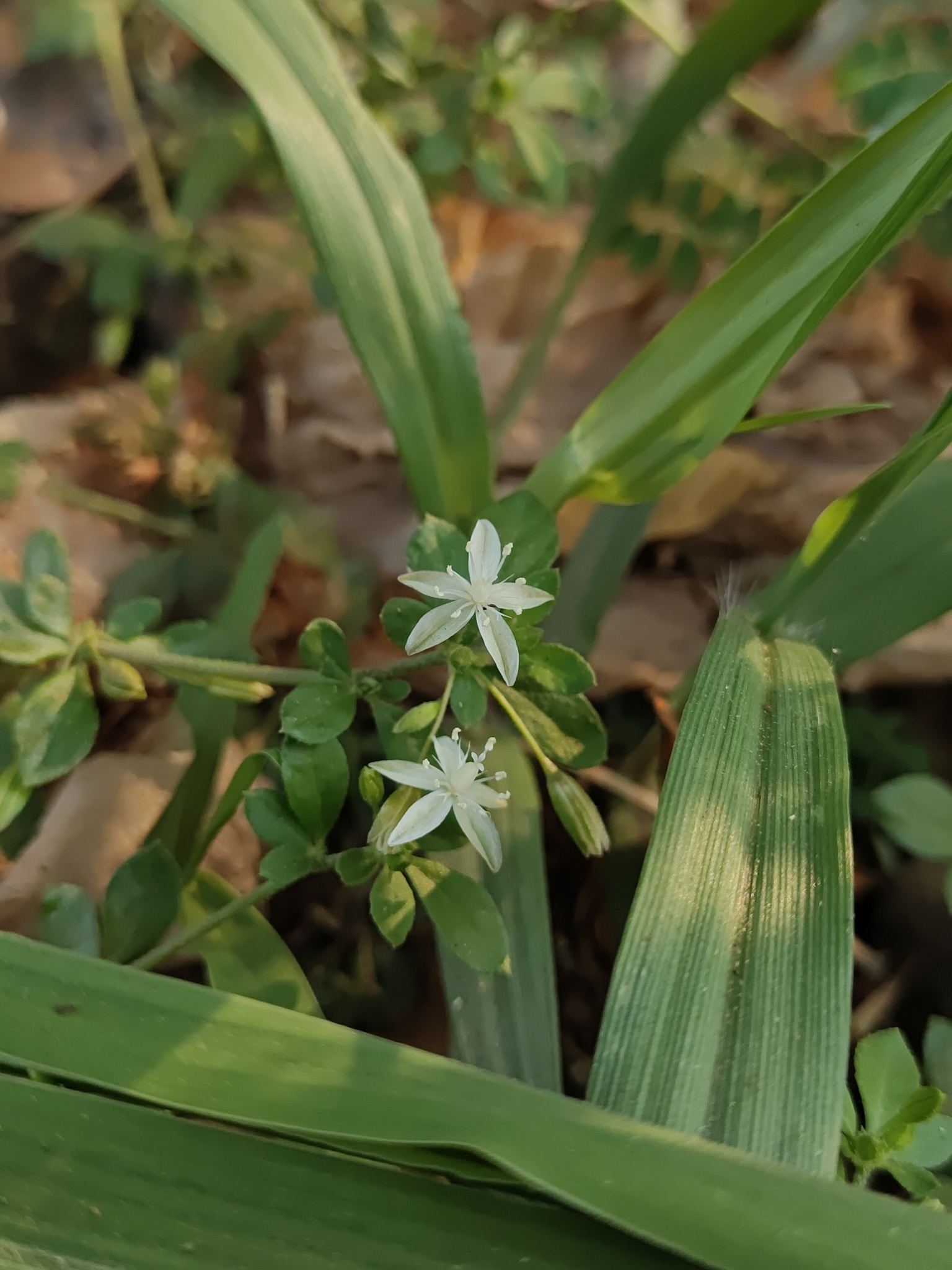 Slender Carpetweed (Glinus oppositifolius)