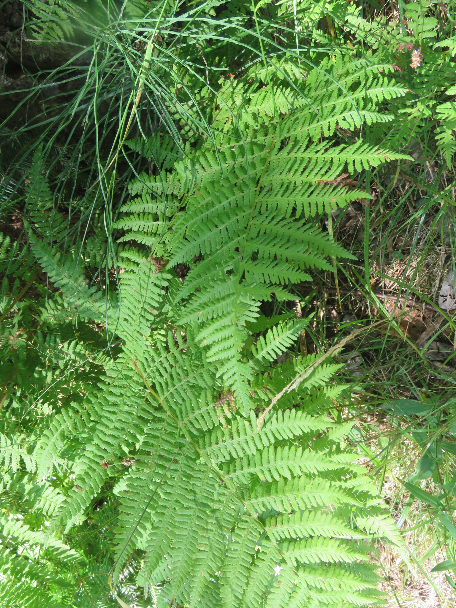 Northern Lady Fern (Athyrium angustum)