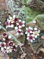 Crassula exilis cooperi