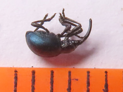 Taphrotopium sulcifrons