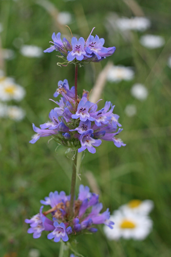 Penstemon hesperius, photograph 2