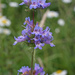 Tall Western Penstemon - Photo (c) Ed Alverson, some rights reserved (CC BY), uploaded by Ed Alverson