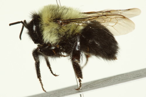 A Guide To Bumble Bees In New Jersey