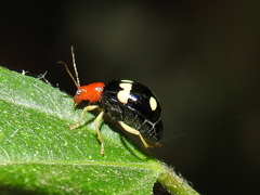 Gynandrobrotica lepida