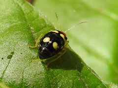 Gynandrobrotica lepida