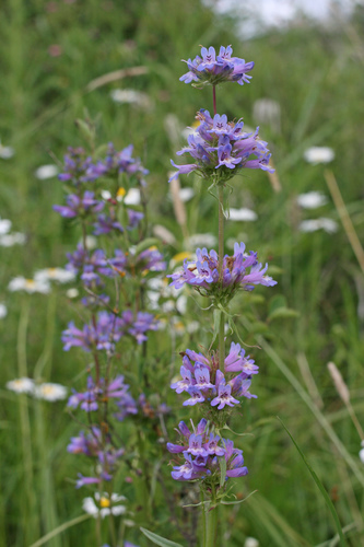 Penstemon hesperius, photograph 3