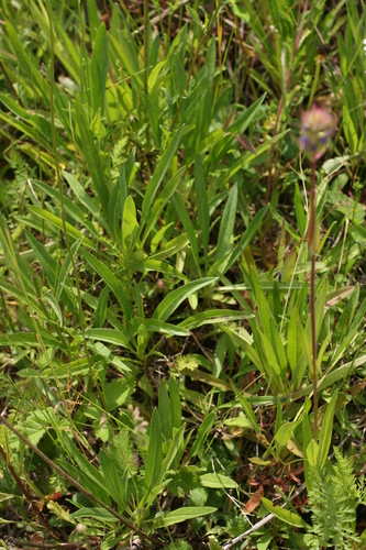 Penstemon hesperius, photograph 4
