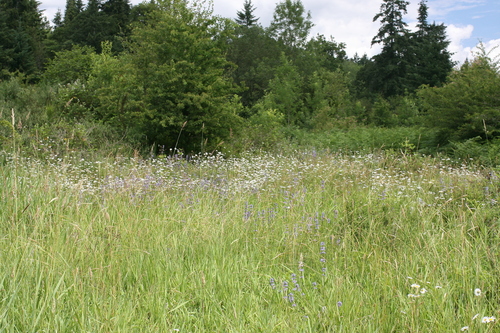 Penstemon hesperius, photograph 5