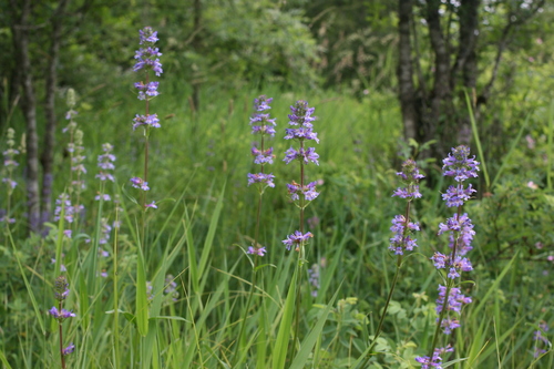 Penstemon hesperius, photograph 6