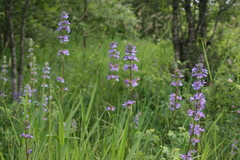 Penstemon hesperius