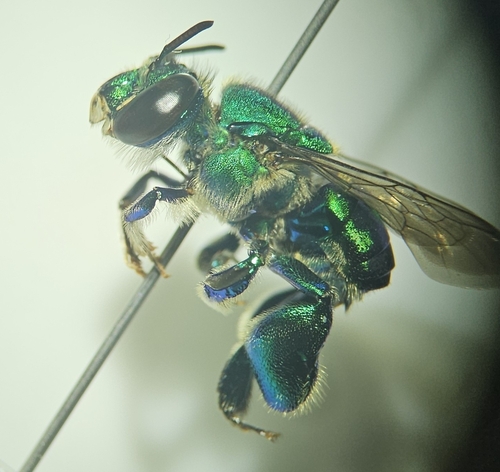 Euglossa variabilis
