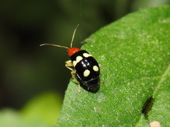 Gynandrobrotica lepida