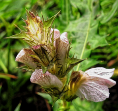 Acanthus montanus, photograph (c) Philippe Hornus, some rights reserved (CC BY)