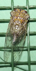 Oxypleura lenihani