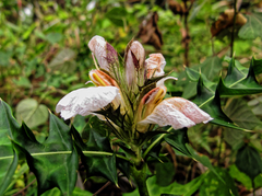 Acanthus montanus