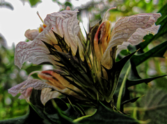 Acanthus montanus, photograph (c) Philippe Hornus, some rights reserved (CC BY)