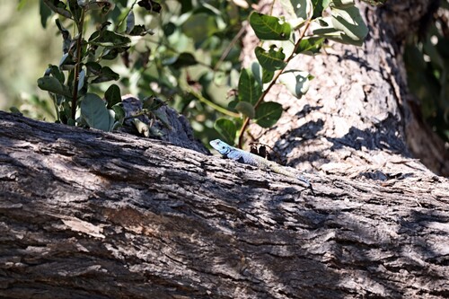 Kunene Ridgeback Agama