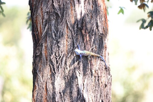 Kunene Ridgeback Agama