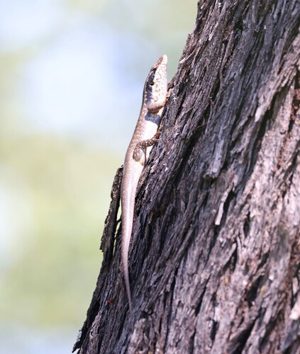 Ovambo Tree Skink