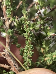 Eriocephalus ericoides