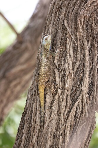 Kunene Ridgeback Agama