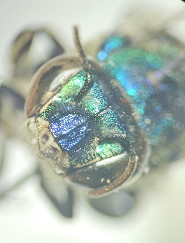Euglossa milenae