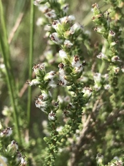 Eriocephalus ericoides