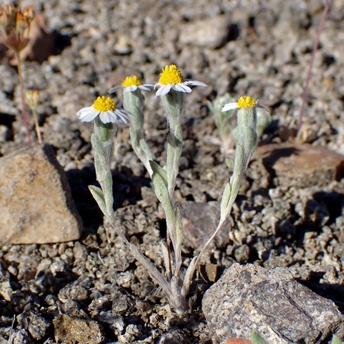 White Woolly Daisy (Eriophyllum lanosum)