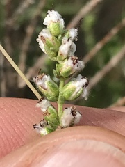 Eriocephalus ericoides
