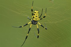 Trichonephila turneri