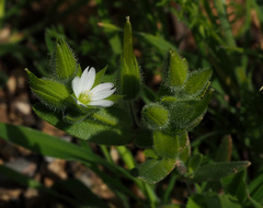 Cerastium dichotomum