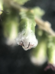 Eriocephalus ericoides