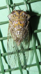 Oxypleura lenihani