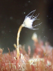 Ectopleura