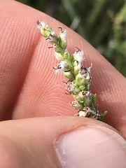 Eriocephalus ericoides