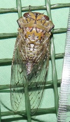 Oxypleura lenihani