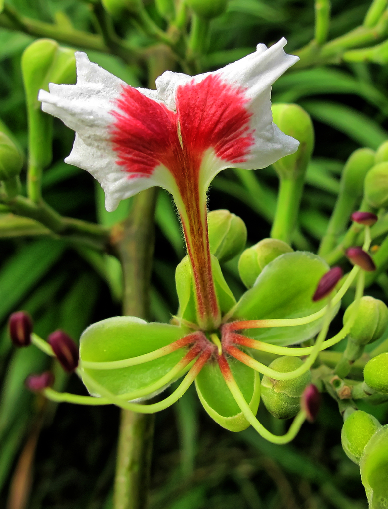 Afzelia bipindensis